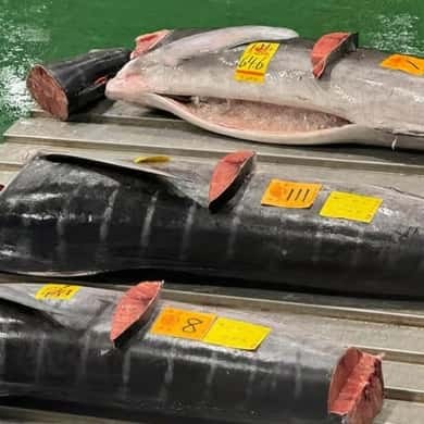 A bluefin opened along its flank to show the red loin, tagged and priced