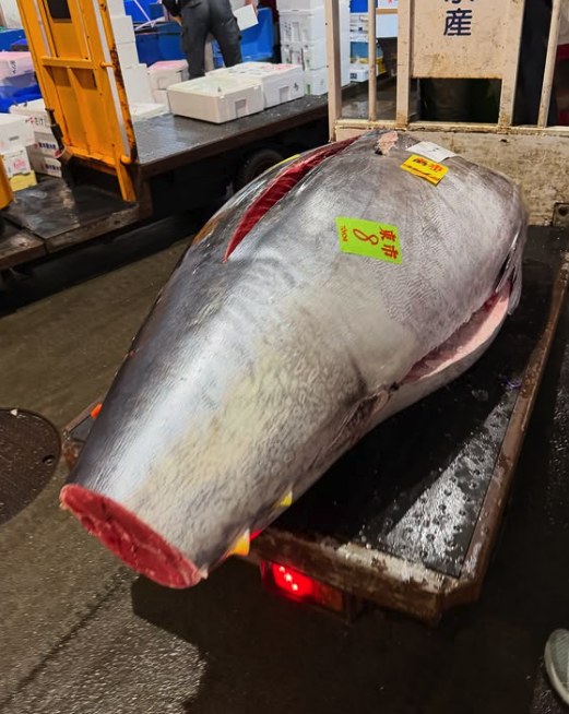 A whole bluefin on a wooden pallet with its tail cut open for inspection