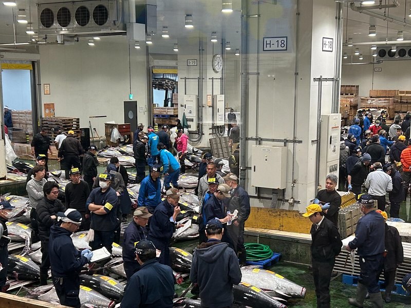 Buyers working the rows of tuna with torches and hooks at Toyosu Market