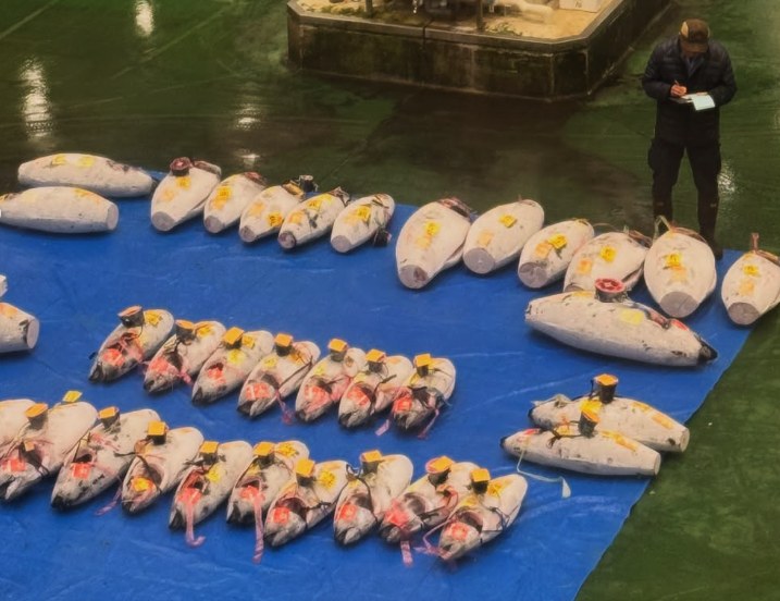 Cut tuna sections arranged in rows on a blue sheet, each one tagged