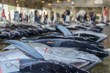Fresh tuna lined up nose to tail on the floor before the auction begins