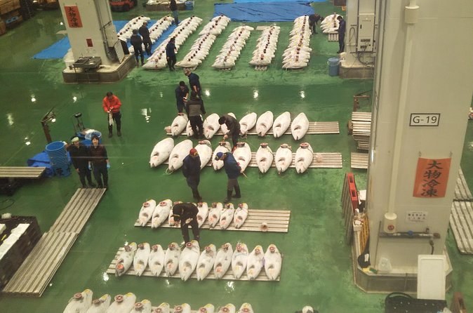 Frozen bluefin tuna laid out in numbered rows across the auction hall floor