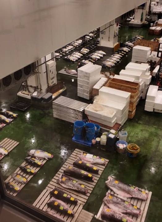 Pallets, polystyrene boxes and tuna seen from the walkway above the market floor