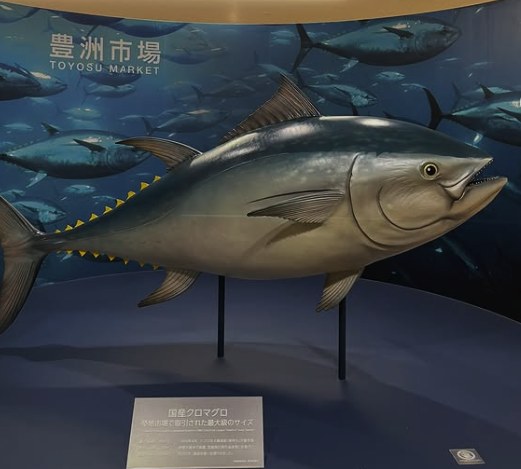 The life-size bluefin model under the Toyosu Market sign in the visitor concourse