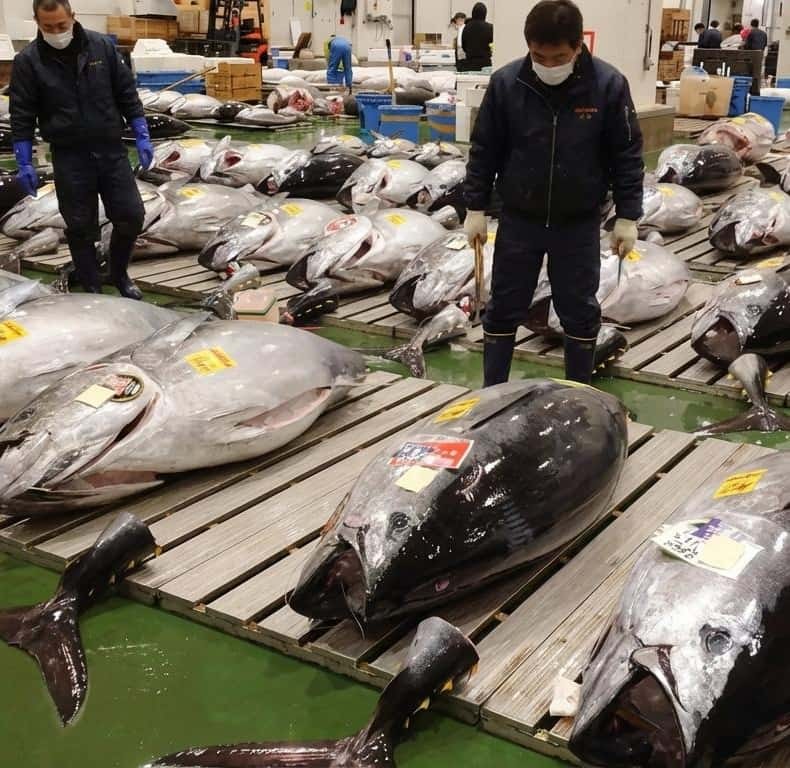 Tokyo: Toyosu Tuna Auction &Tsukiji Market Gourmet Adventure