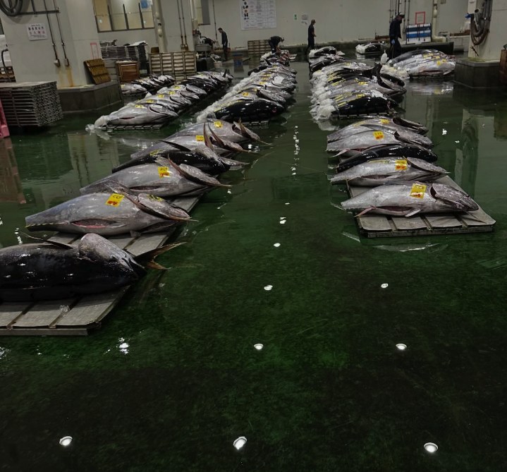Two ranks of frozen tuna laid on the wet green floor of the auction hall